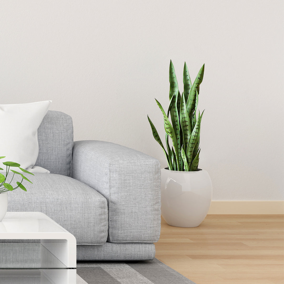 Artificial Snake Plant 97cm with Black Planter