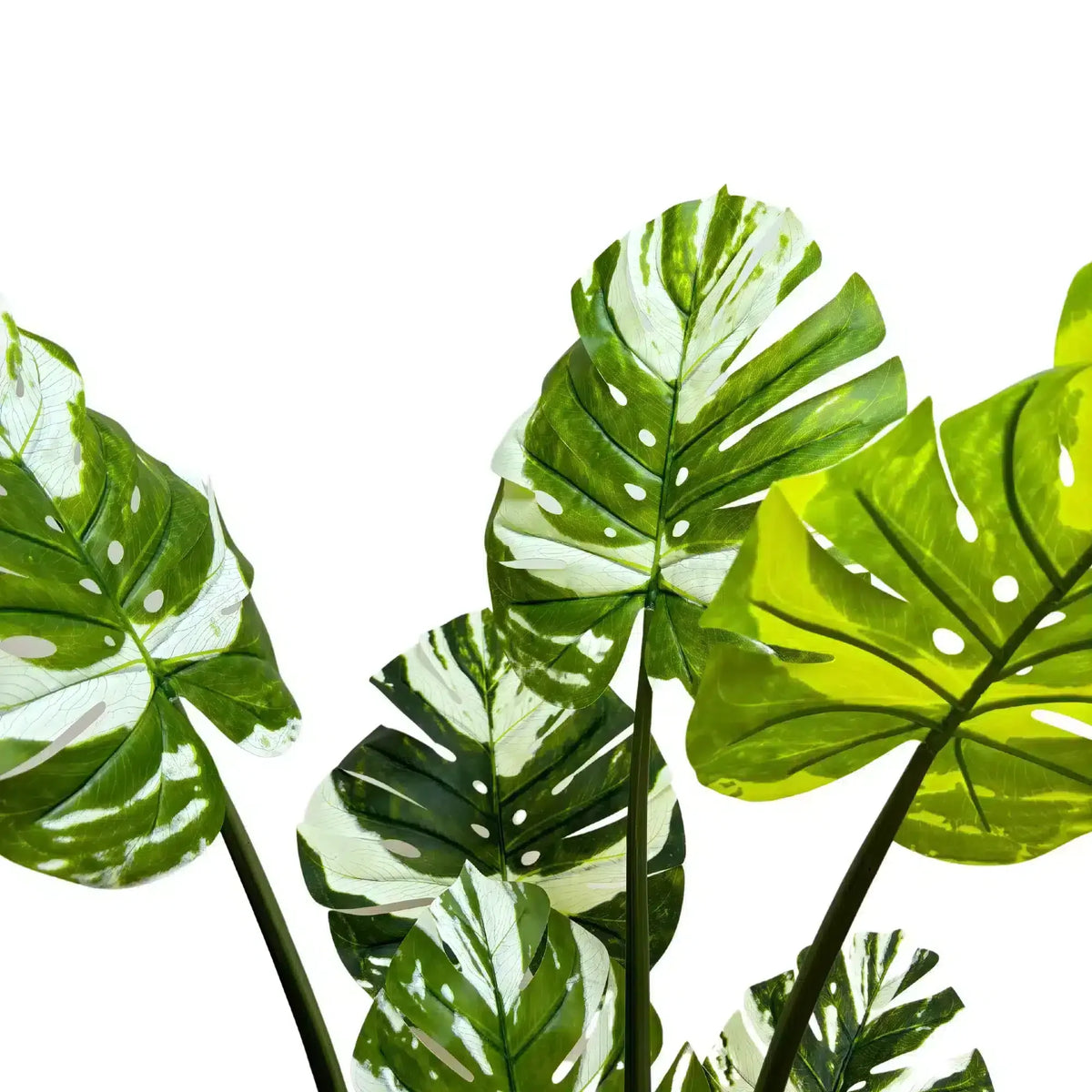 Premium Artificial Potted Monstera Albo 150cm - Image 5