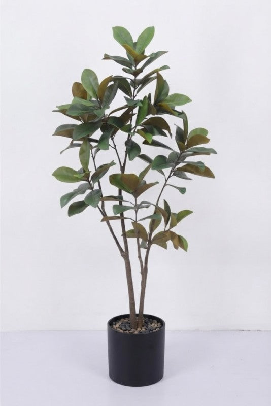 Magnolia Tree 180cm
