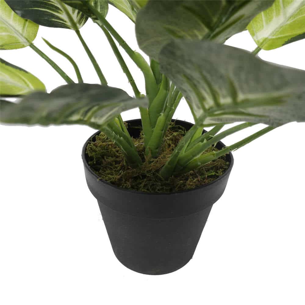 Leopard Lily (Dieffenbachia) with Pot 40cm - Image 4