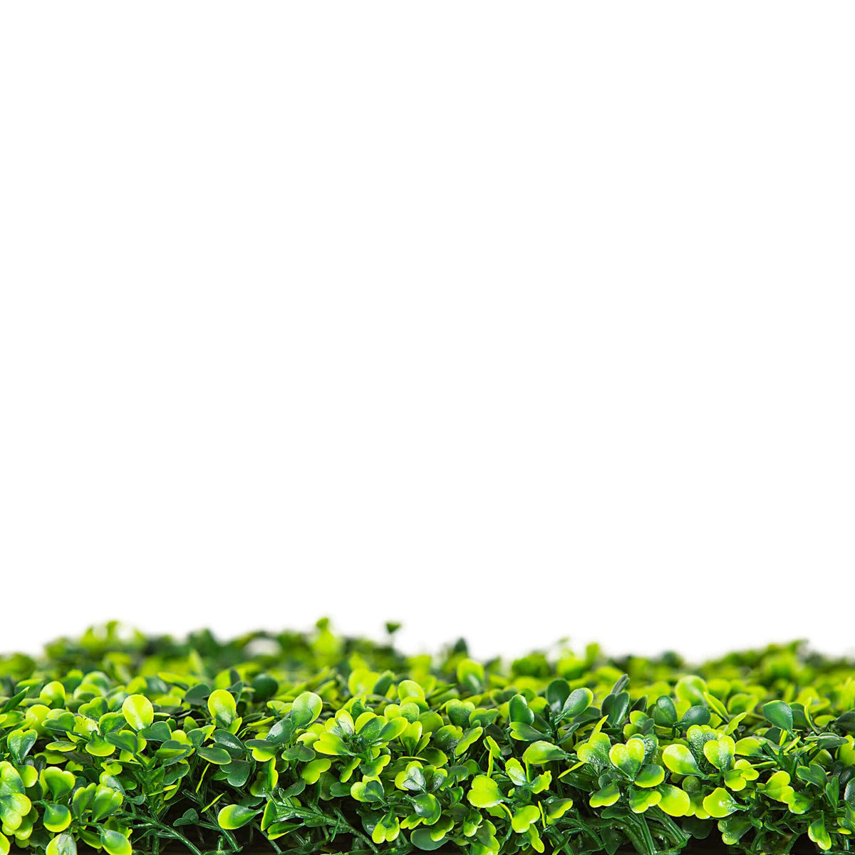 Mixed Boxwood Hedge UV Resistant 75cm Long x 75cm High - Image 4