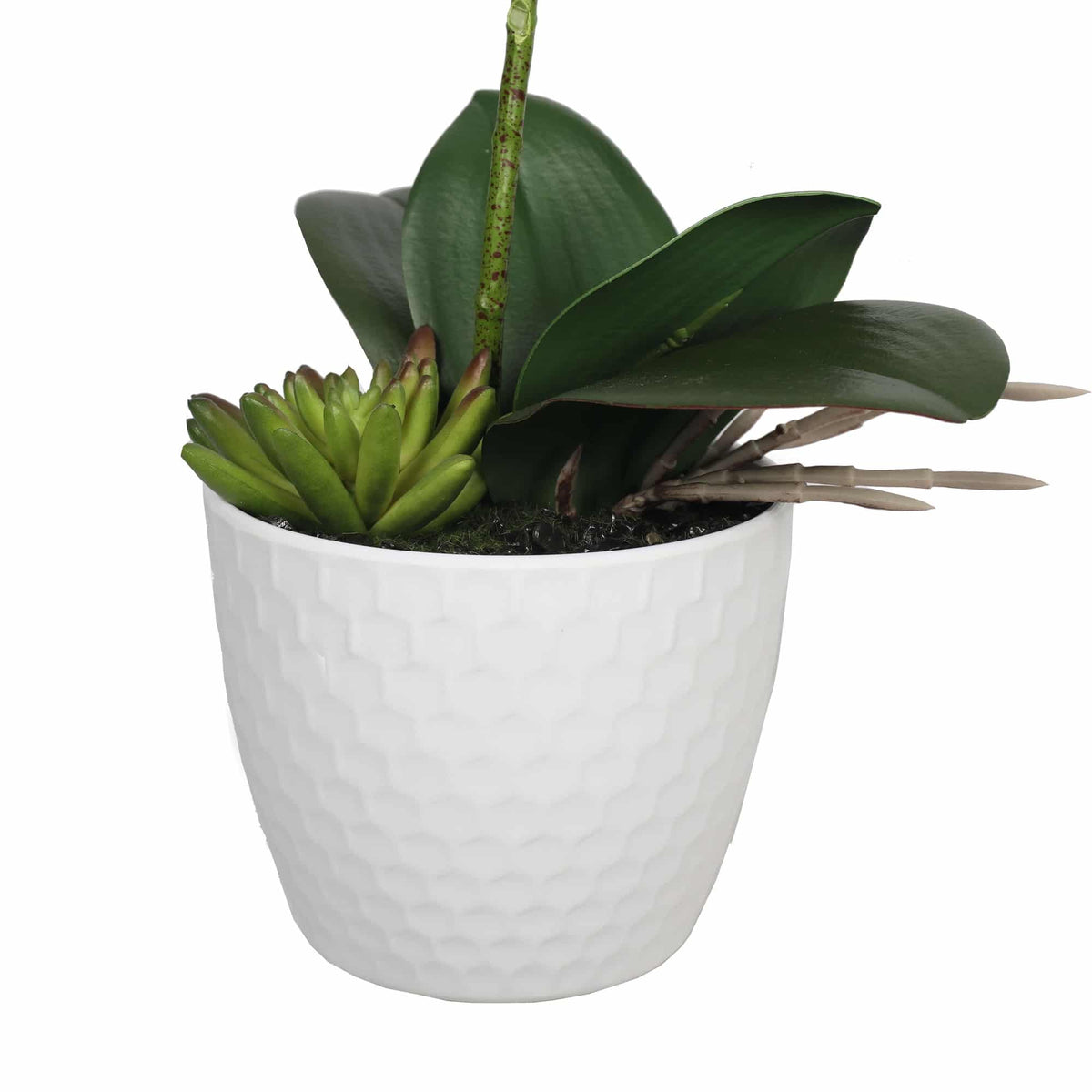 Potted Single Stem White Phalaenopsis Orchid with Decorative Pot 35cm - Image 4