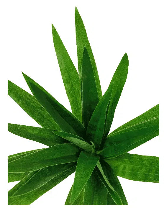 Aloe Vera Stem 30cm - Image 3