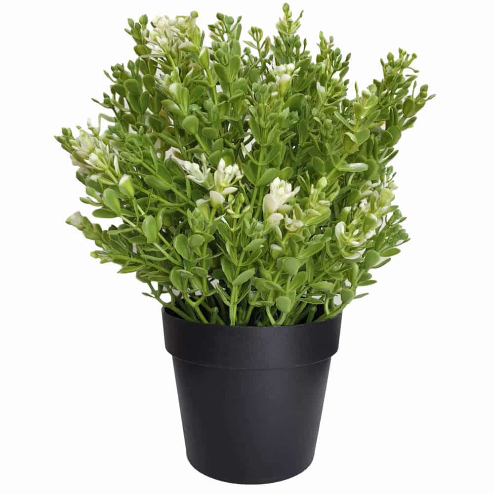 Small Potted Artificial White Jade Plant UV Resistant 20cm - Image 4