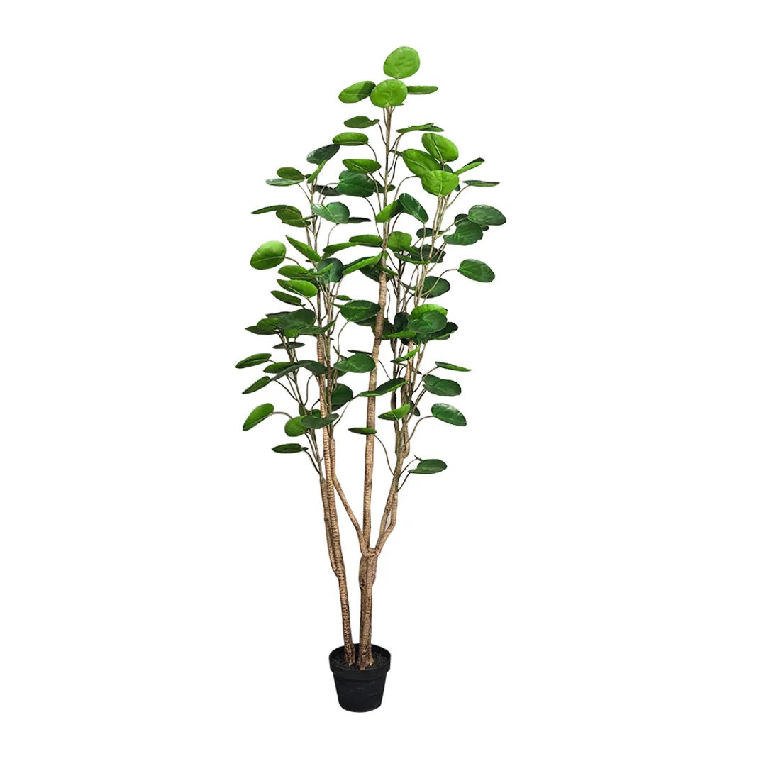Artificial Polyscias Tree 150cm