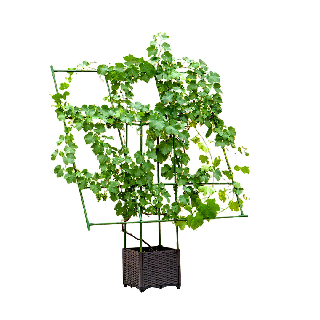 Inclined Garden Trellis Plant Frame 160x160cm