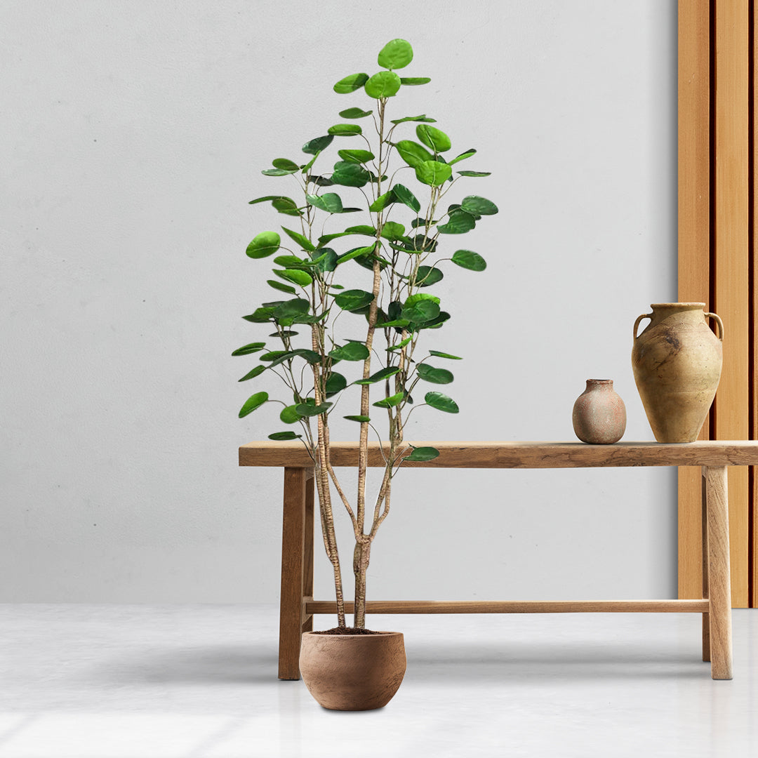 Large Artificial Polyscias Tree 180cm