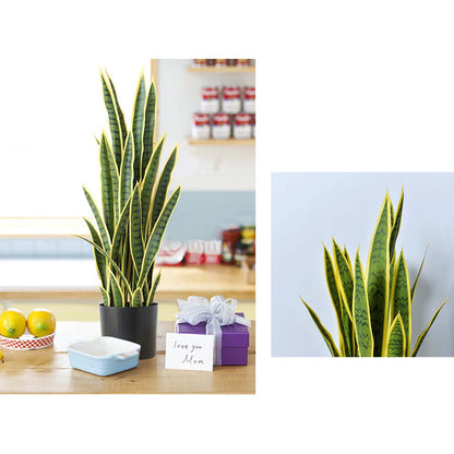 Artificial Yellow-Edge Snake Plant 70cm