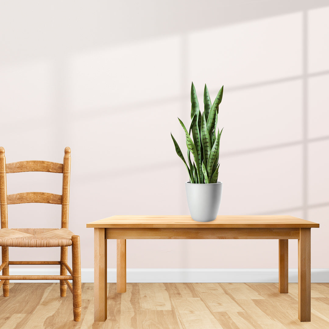 Artificial Snake Plant 97cm with Black Planter