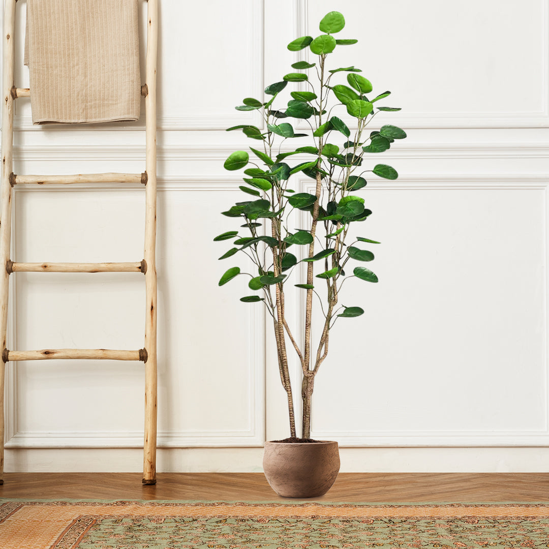 Large Artificial Polyscias Tree 180cm