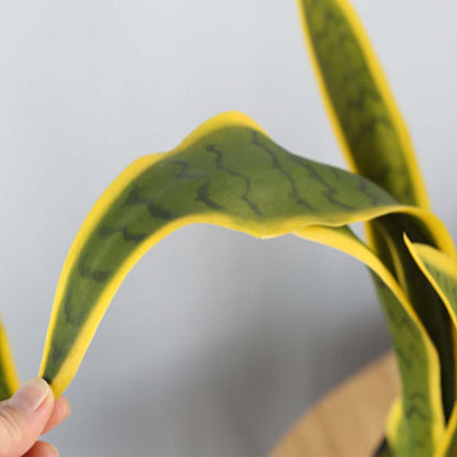 Artificial Yellow-Edge Snake Plant 70cm