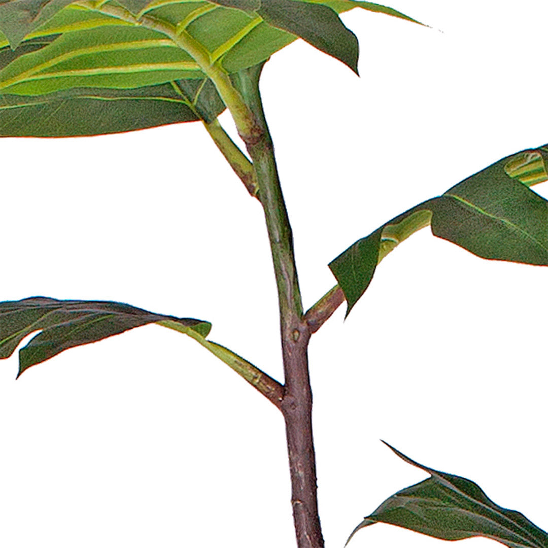 Large Artificial Split-Leaf Philodendron Tree