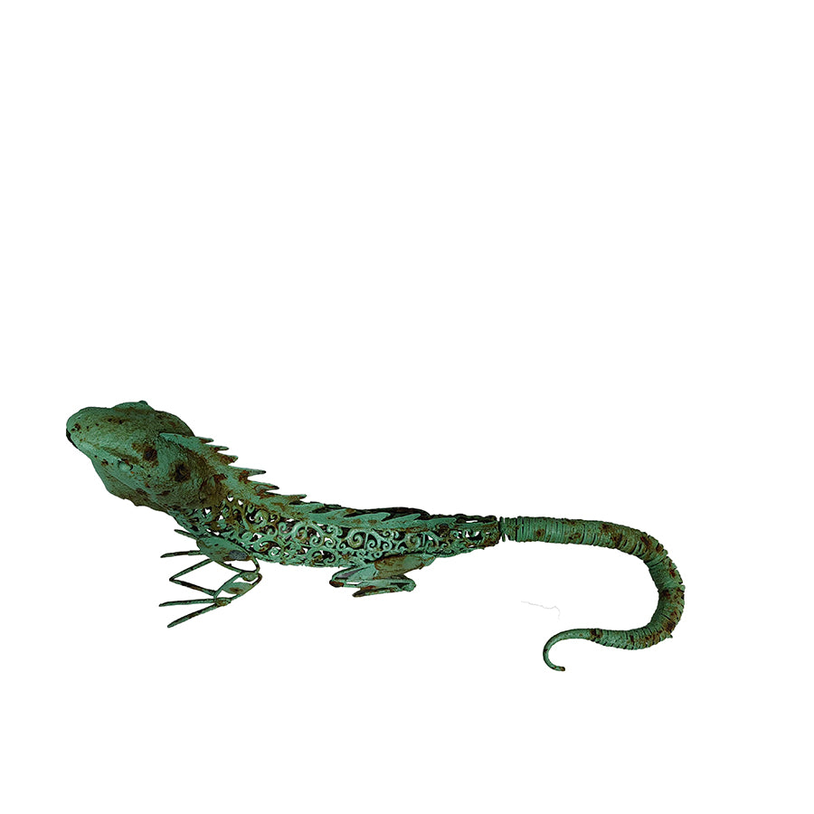 Australian Bearded Dragon Looking Up 47cm