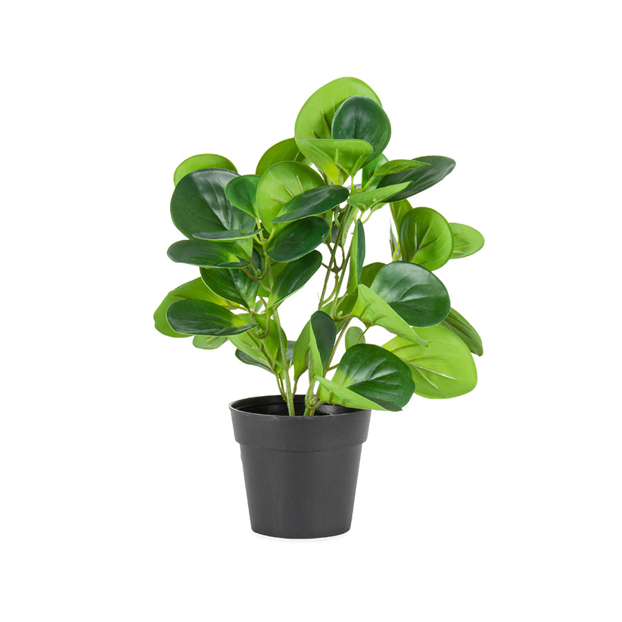 Potted Artificial Coin Leaf Peperomia 31cm