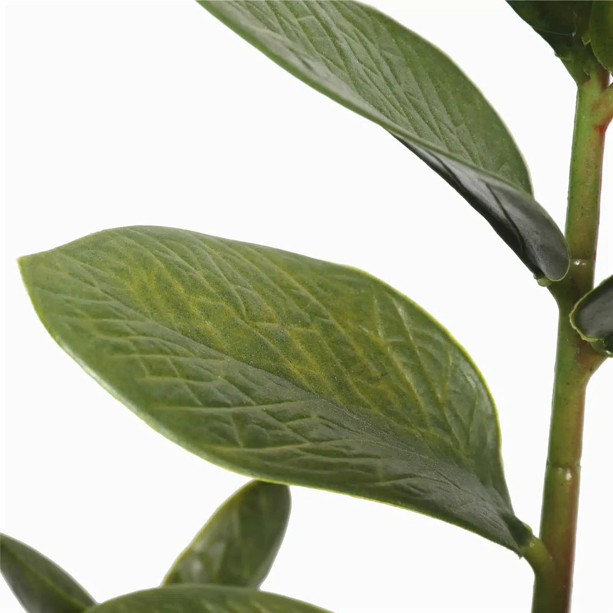 72cm Potted Multi Stem Zanzibar - Image 3