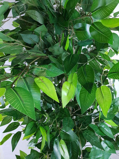 Mixed Green Bushy Artificial Ficus Tree 180cm - Image 3