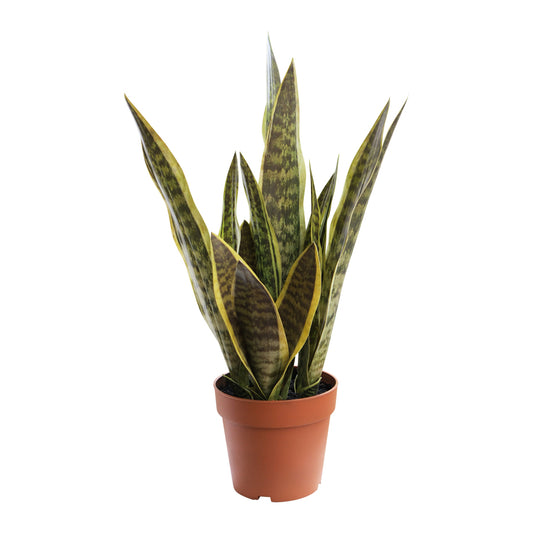 Artificial snake plant (mother-in-law's tongue) in pot, 70cm