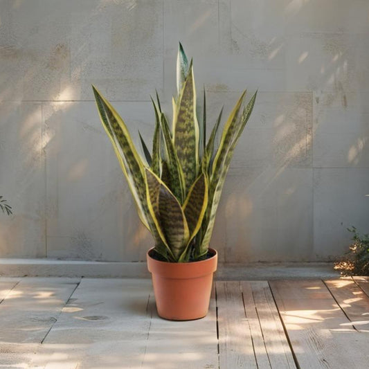 Artificial snake plant (mother-in-law's tongue) in pot, 70cm, view 2