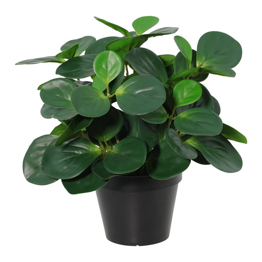 Potted Artificial Peperomia 34cm - Image 4