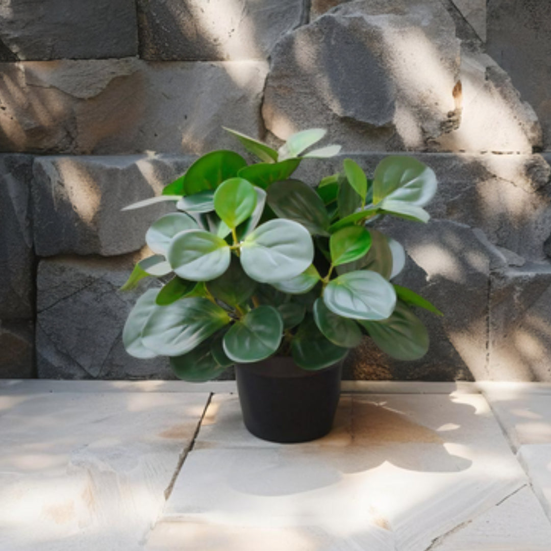 Potted Artificial Peperomia 34cm - Image 2