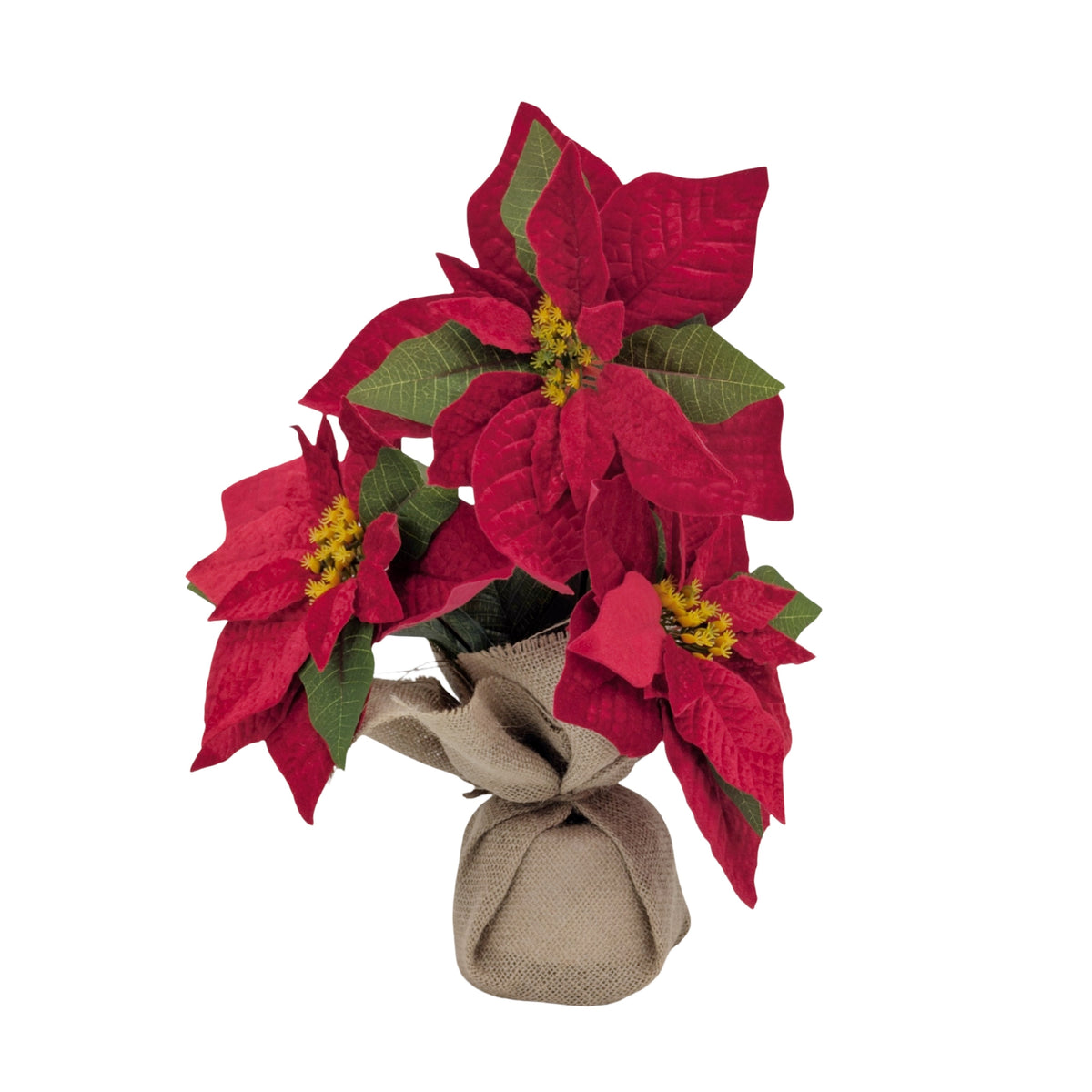 Bulk 8 Xmas Poinsettia In Hessian Pot 32cm