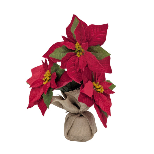 Bulk 8 Xmas Poinsettia In Hessian Pot 32cm