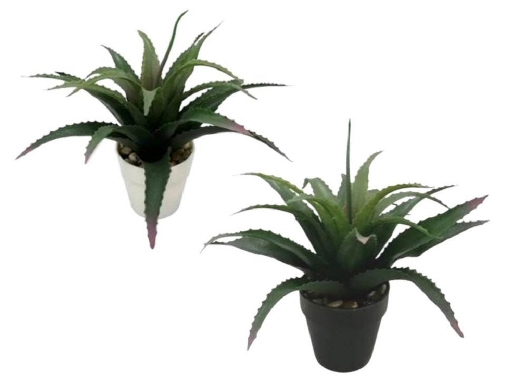 Set 2 Aloe Vera Plant 25cm