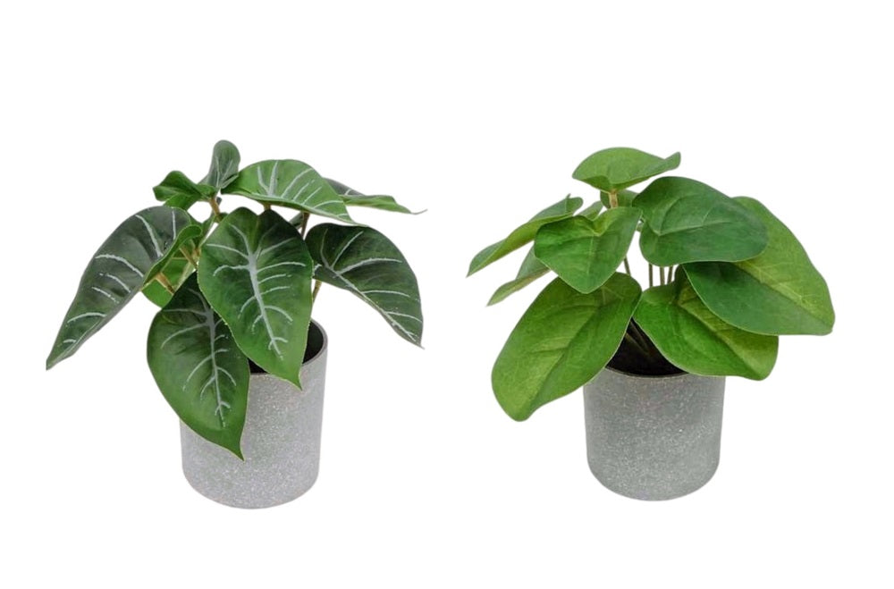 Set 2 Artificial Syngonium & Pilea 17cm