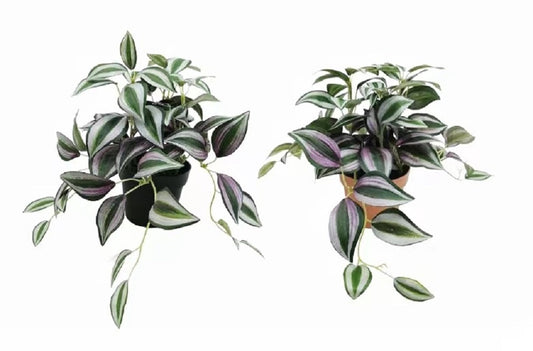 Set 2 Artificial Inch Plant in Pot Assorted 23cm