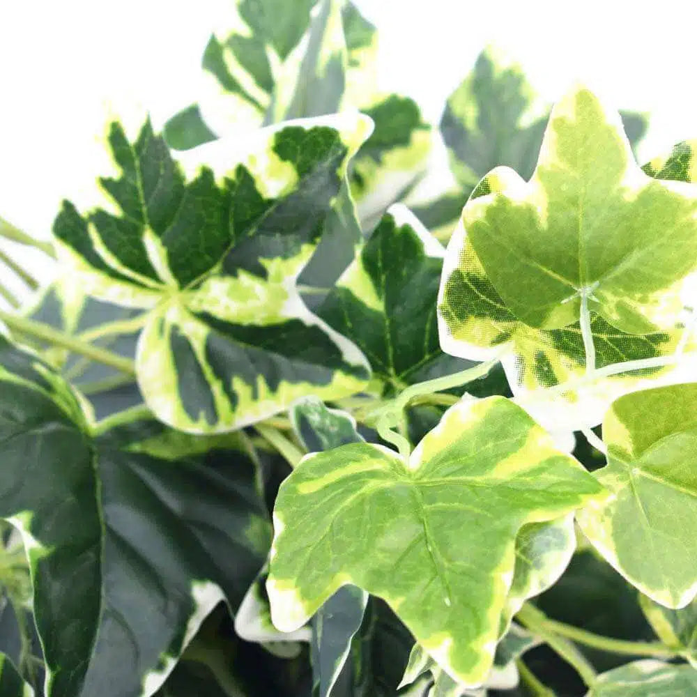 Mixed Green and White Tipped Ivy Bush 100cm - Image 3