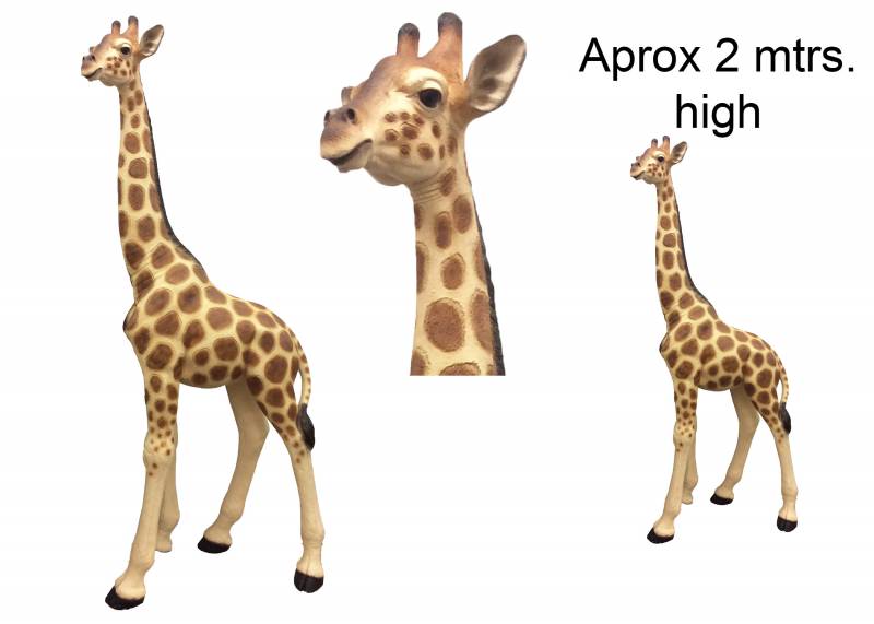 Xlarge Madagascar Giraffe 195cm - Image 2