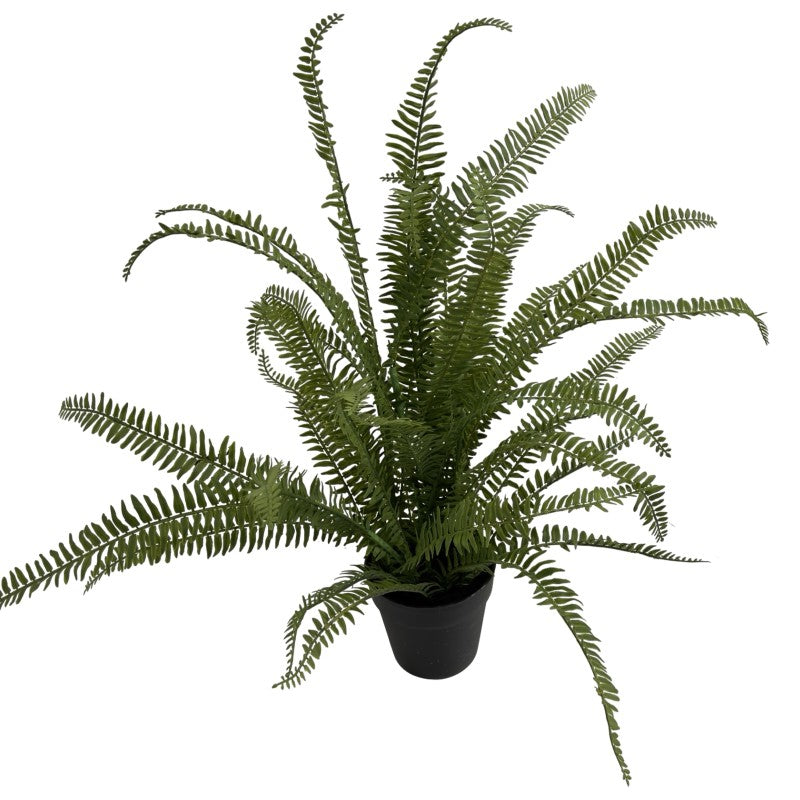 75cm Fern