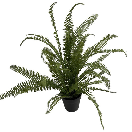 75cm Fern