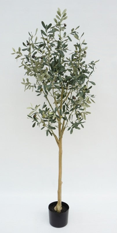 Olive Tree 145cm