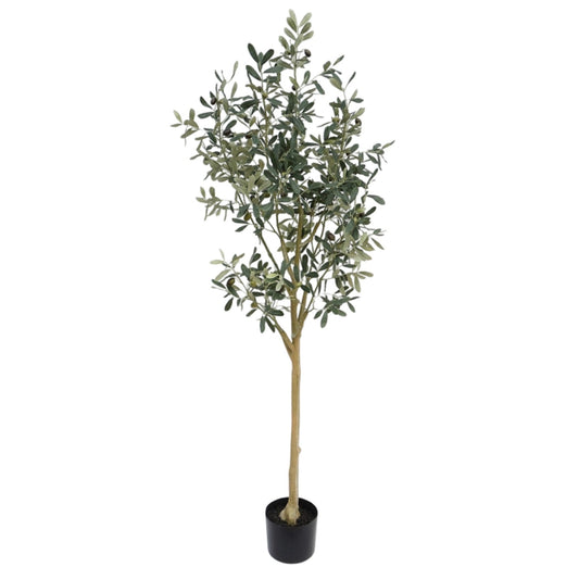 Olive Tree 145cm