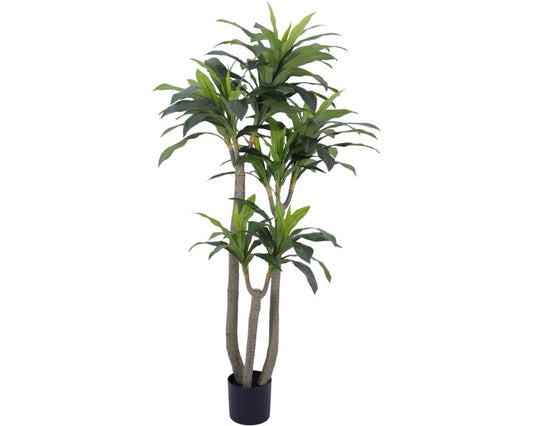 Dracawna Tree 180cm