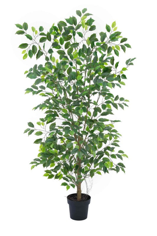 Ficus Tree 160cm