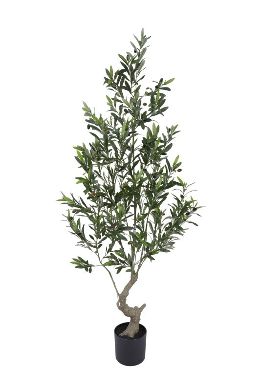 Olive Tree 180cm