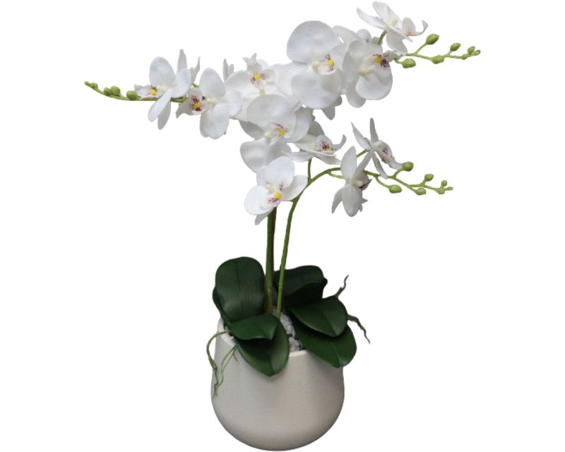Orchid in Pot 62cm