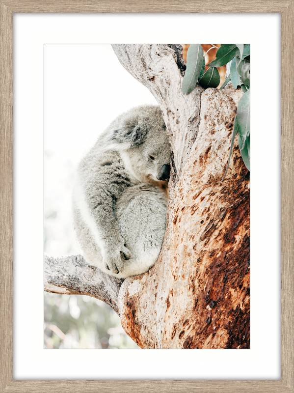 Cuddle Koala Framed Art Work 80cm