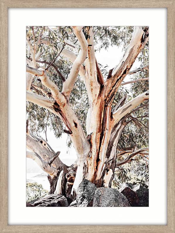 Bark Tree Framed Artwork 80cm