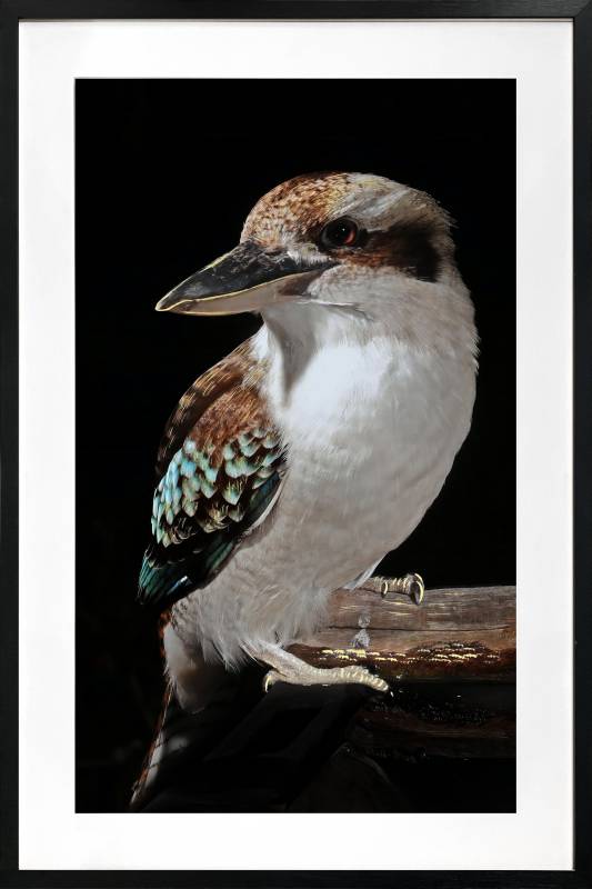 Mystery Kookaburra Artwork Framed w Glass Front 120cm