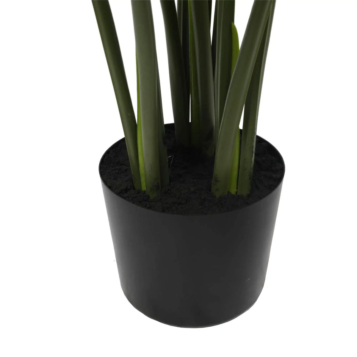 Split Philodendron Monstera Deliciosa (Split Leaf) 120cm - Image 4