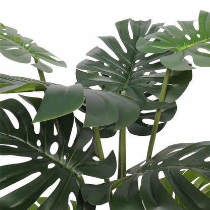 Split Philodendron Monstera Deliciosa (Split Leaf) 120cm - Image 3