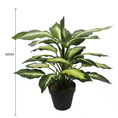 Leopard Lily (Dieffenbachia) with Pot 40cm - Image 2