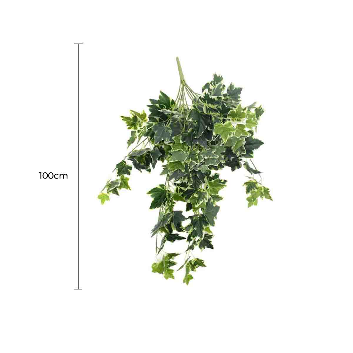 Mixed Green and White Tipped Ivy Bush 100cm - Image 2