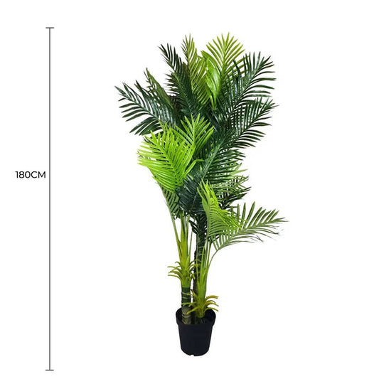 Multi Trunk Hawaii Palm 180cm - Image 2