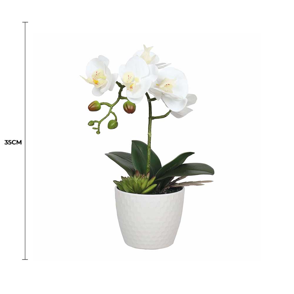 Potted Single Stem White Phalaenopsis Orchid with Decorative Pot 35cm - Image 2