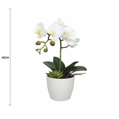 Potted Single Stem White Phalaenopsis Orchid with Decorative Pot 35cm - Image 2