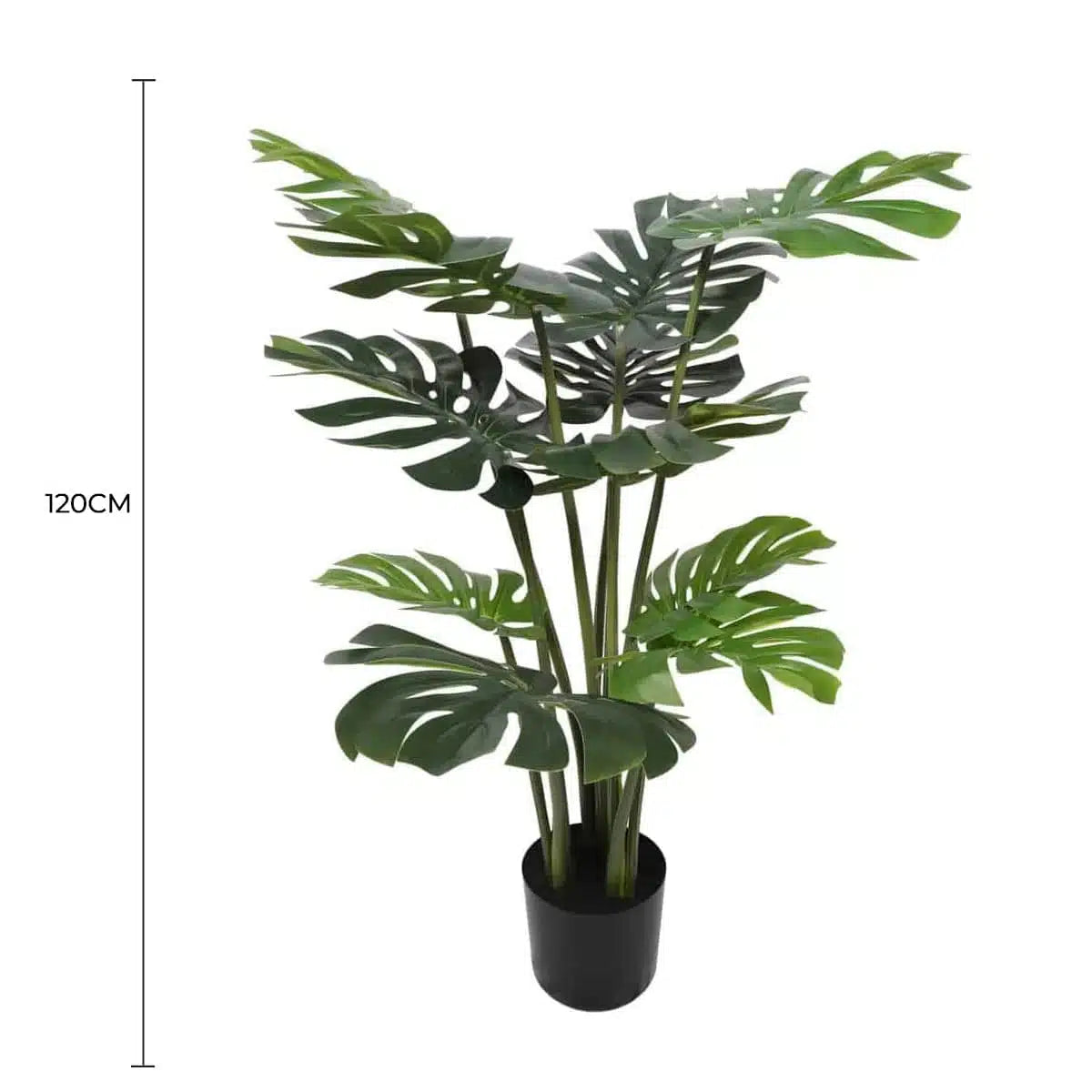 Split Philodendron Monstera Deliciosa (Split Leaf) 120cm - Image 2